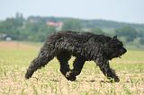 BOUVIER DES FLANDRES 526